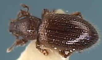 Barypeithes pellucidus